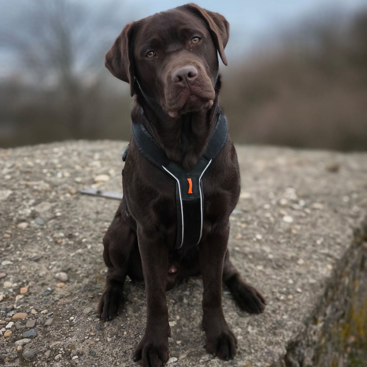 Soutěžní fotografie - Bady,  Labradorský retriever
