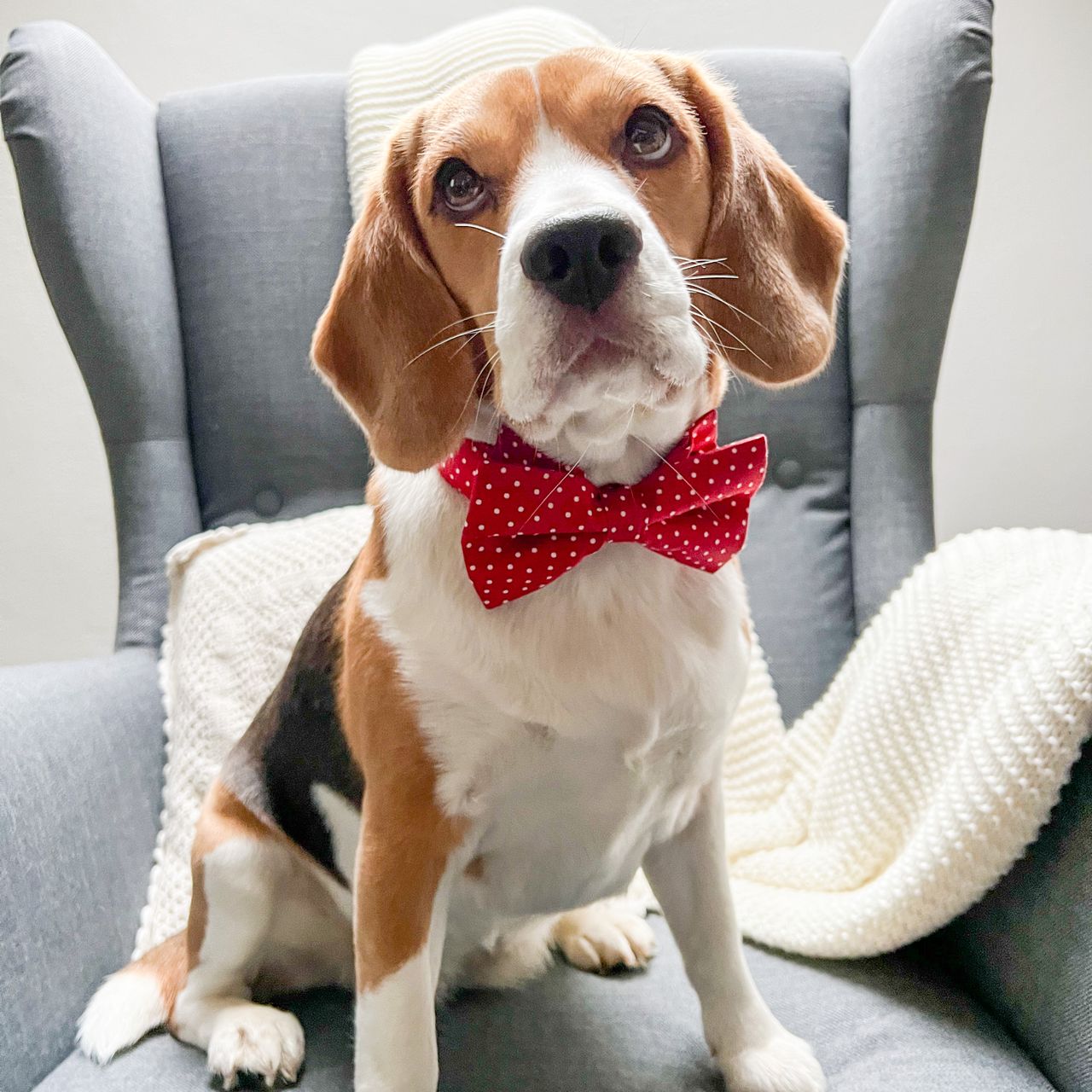 Soutěžní fotografie - Sydney,  Beagle