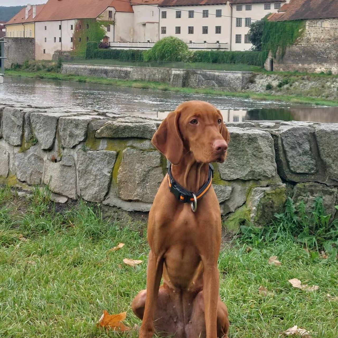 Soutěžní fotografie - Akira,  Maďarský ohař krátkosrstý