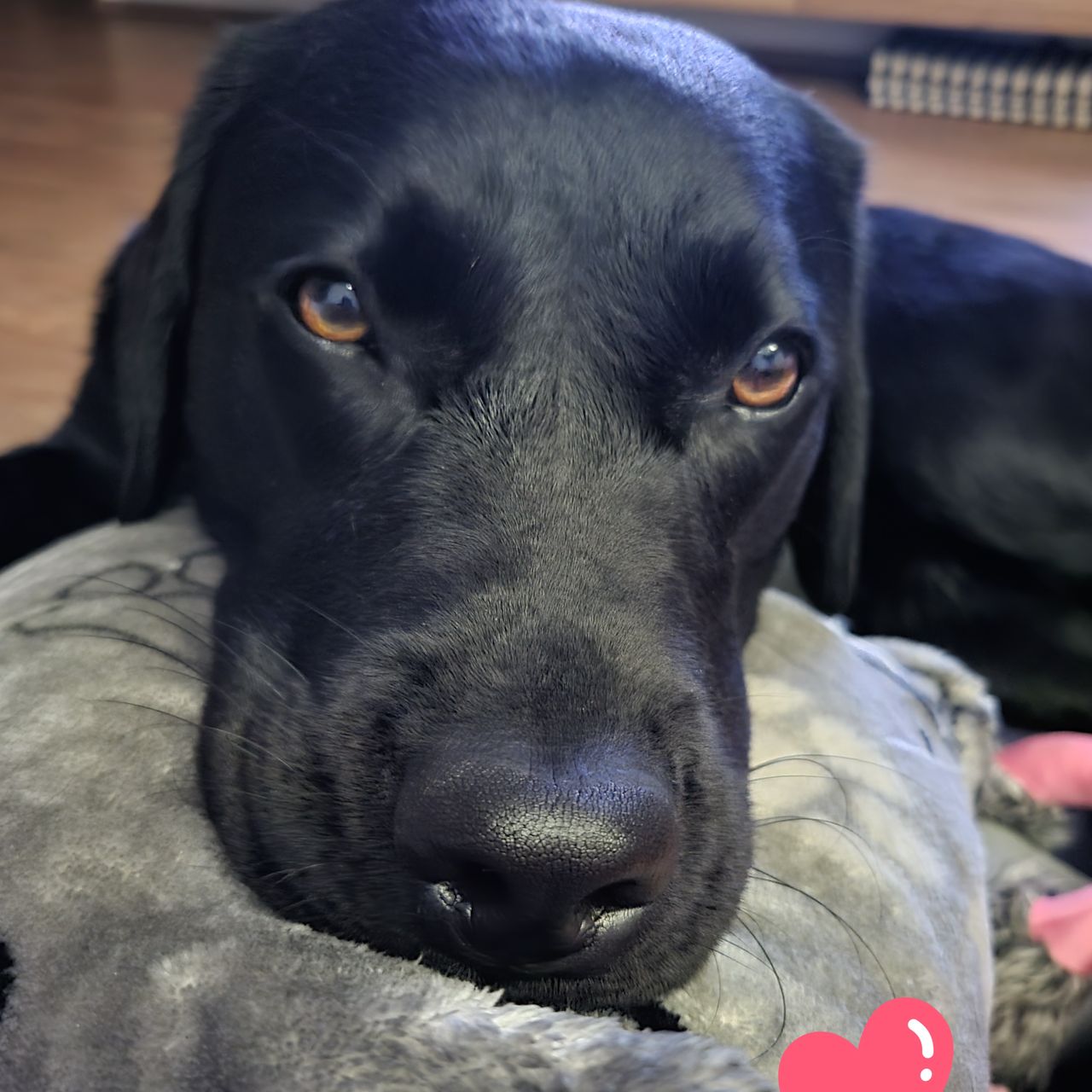 Soutěžní fotografie - Betty,  Labradorský retriever