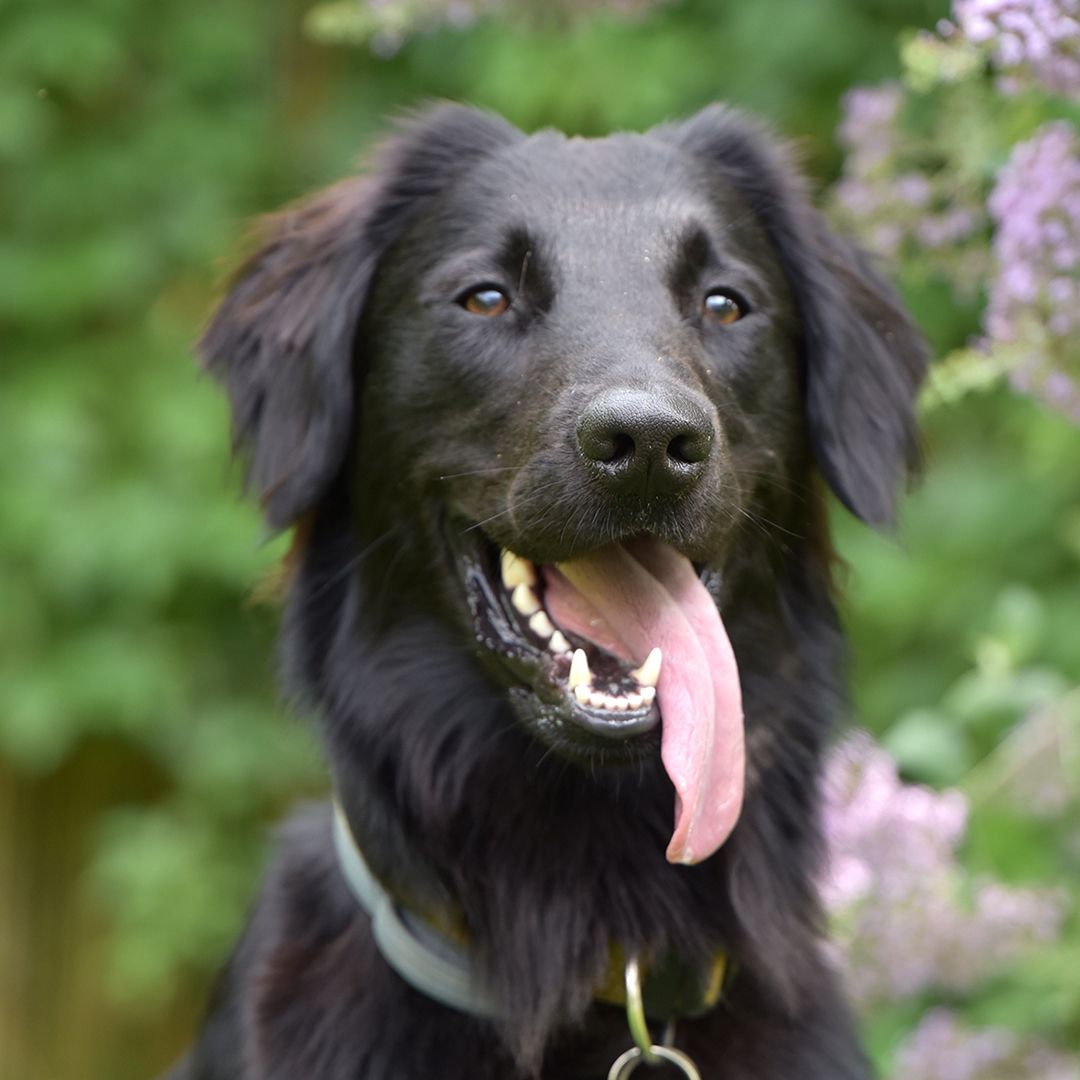 Soutěžní fotografie - Mike,  Flat Coated Retriever