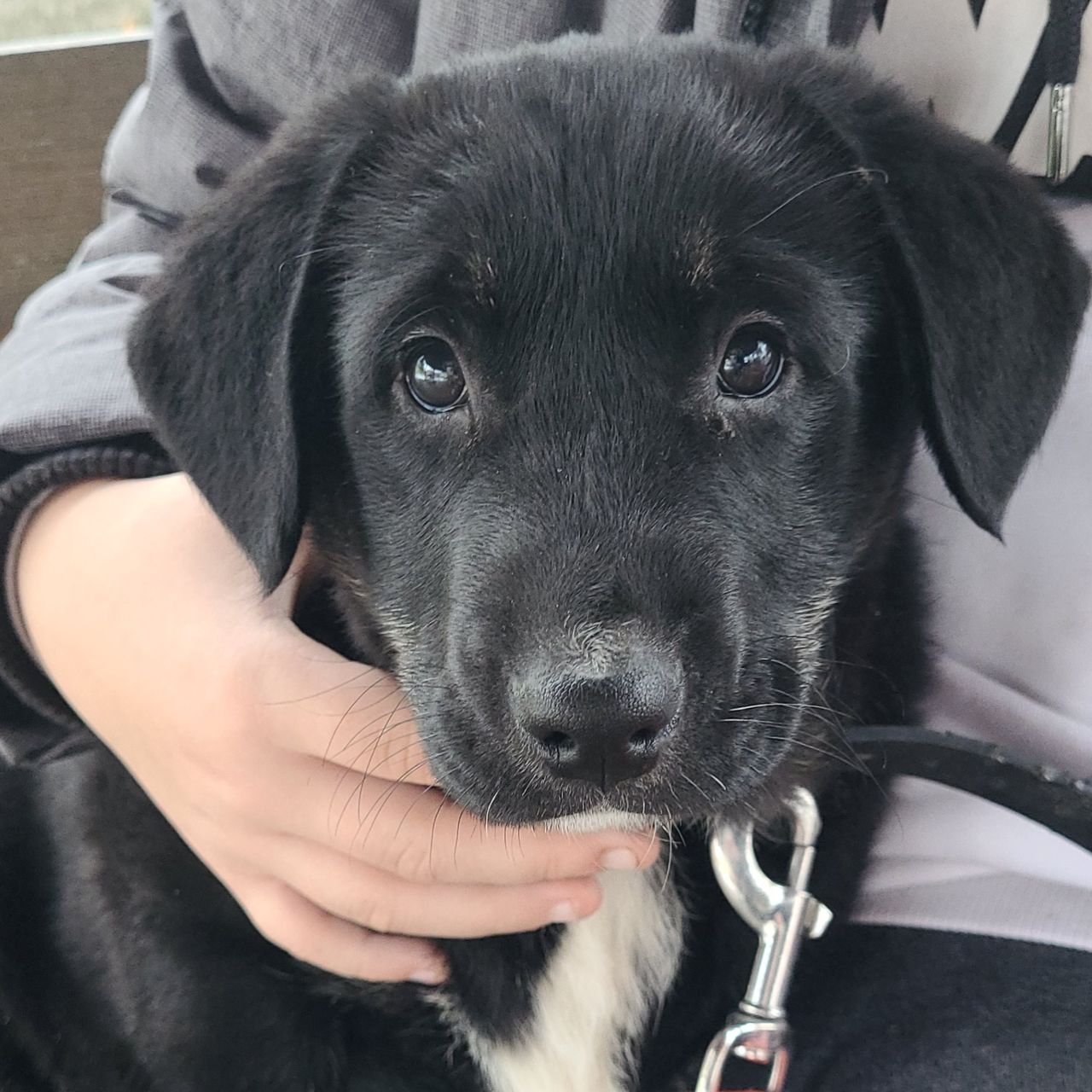 Soutěžní fotografie - Bella,  Labradorský retriever