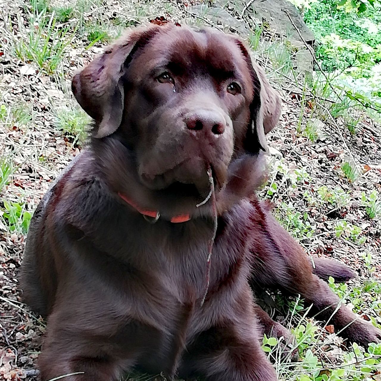 Soutěžní fotografie - Nero,  Labradorský retriever