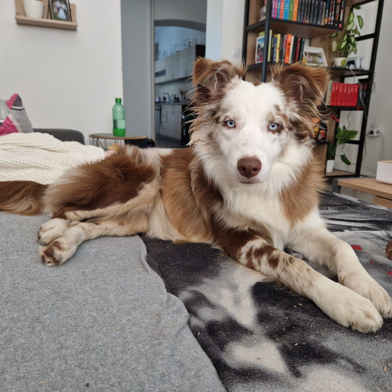 Soutěžní fotografie - Maggie,  Border kolie