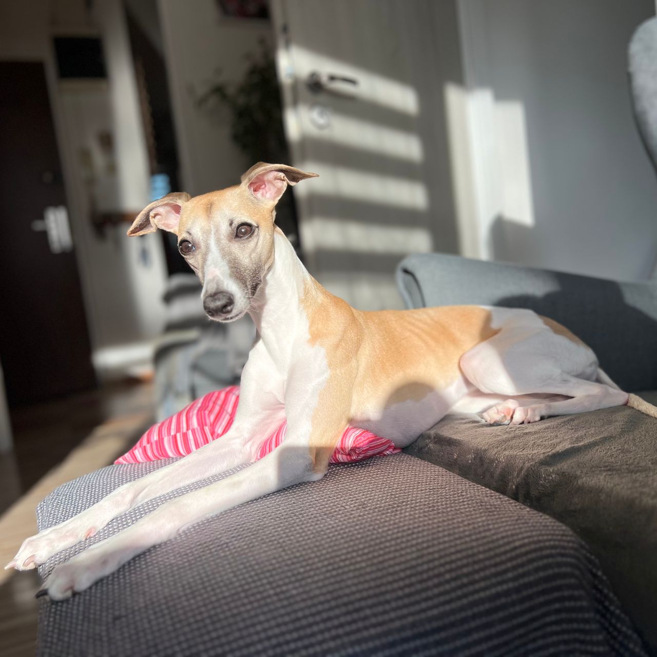 Soutěžní fotografie - Melisa,  Whippet