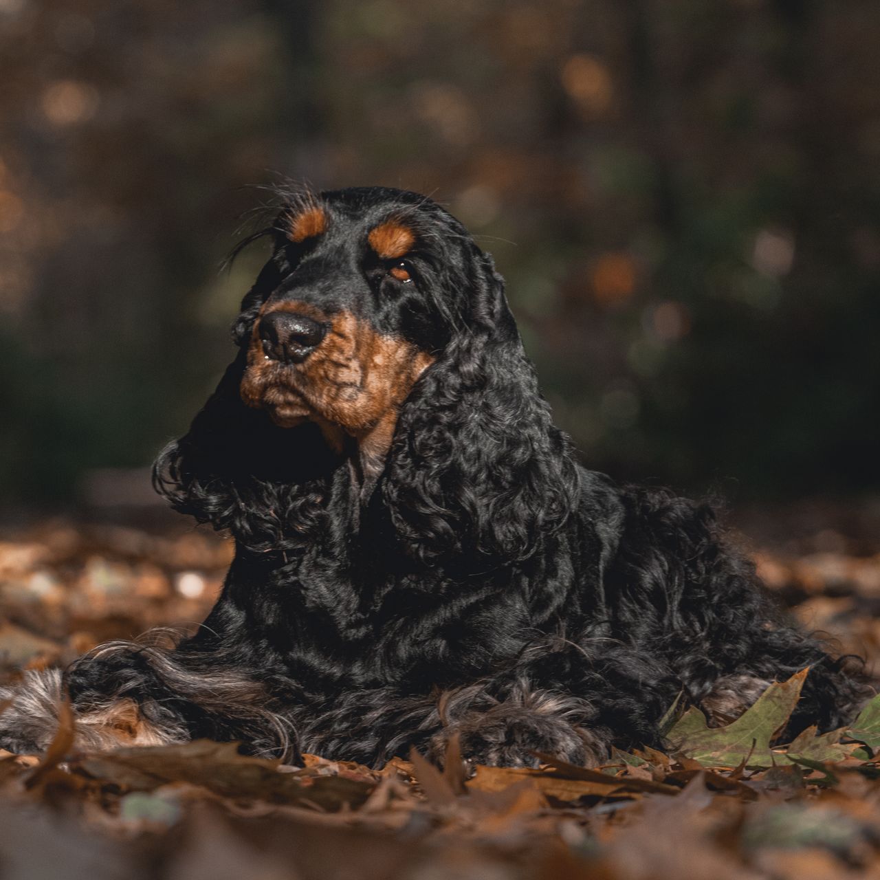 Soutěžní fotografie - Frankie,  Anglický kokršpaněl