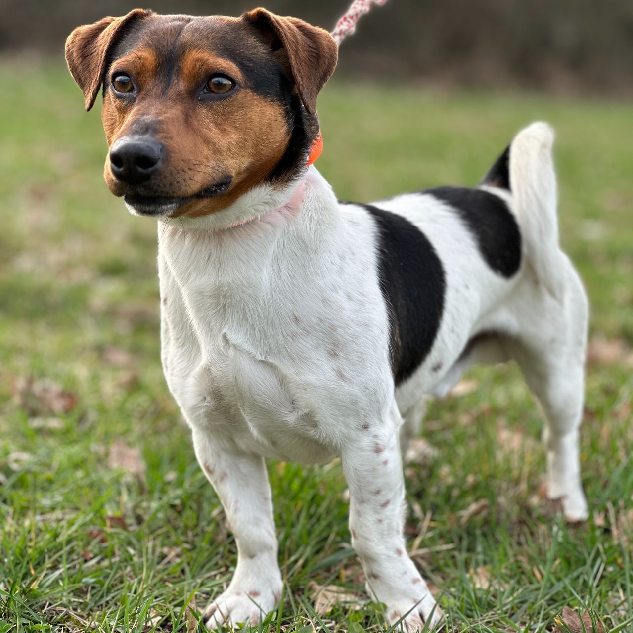 Soutěžní fotografie - Jack,  Jack Russell Teriér