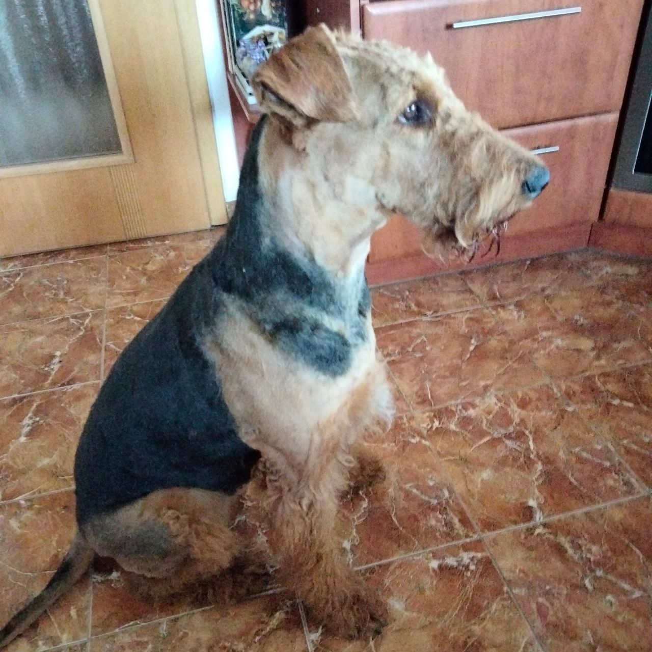 Soutěžní fotografie - Viktorka,  Airedale terier