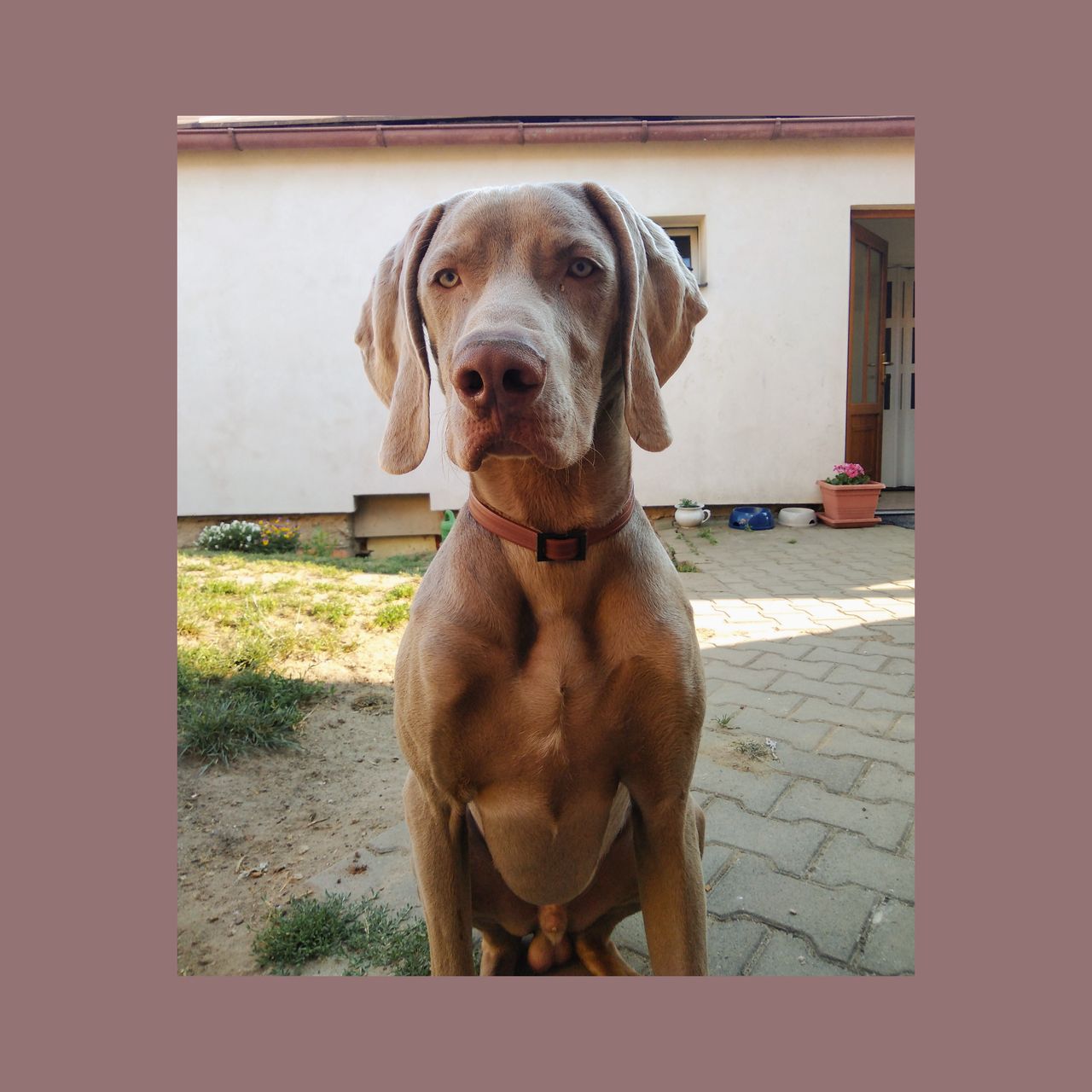Soutěžní fotografie - Hugo,  Výmarský ohař