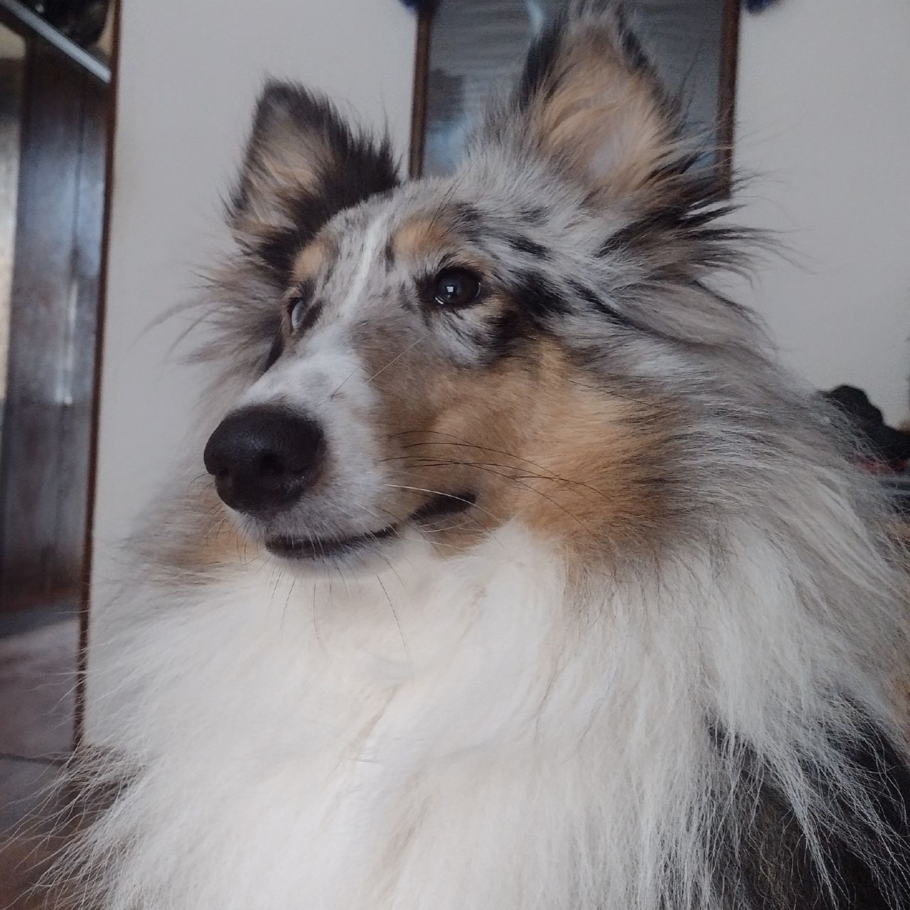 Soutěžní fotografie - Charlie ,  Kolie dlouhosrstá