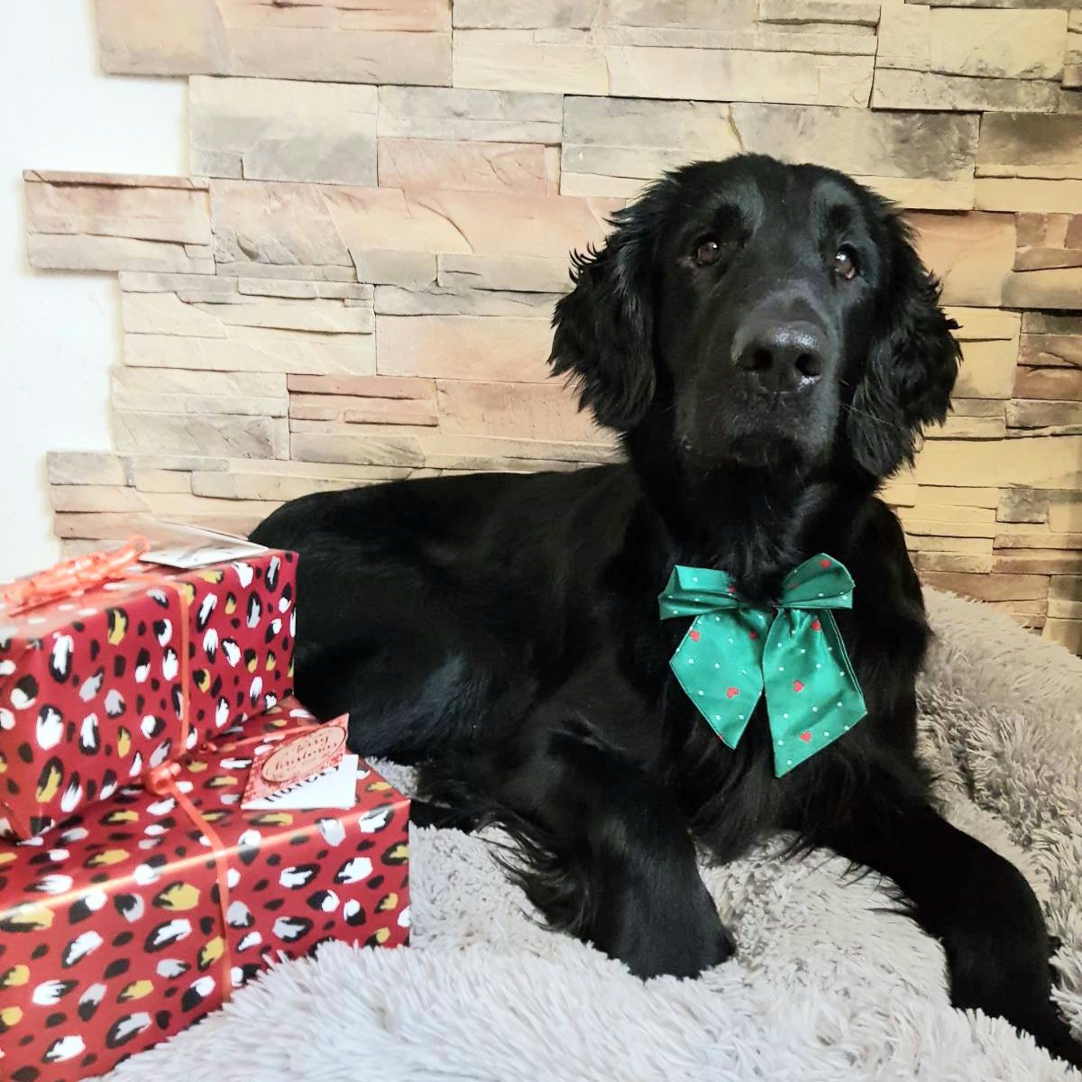 Soutěžní fotografie - Jana ,  Flat Coated Retriever