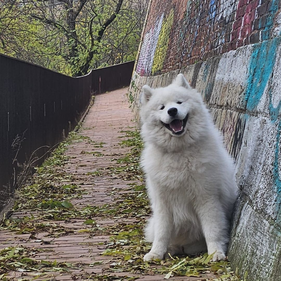 Soutěžní fotografie - Dash,  Samojed