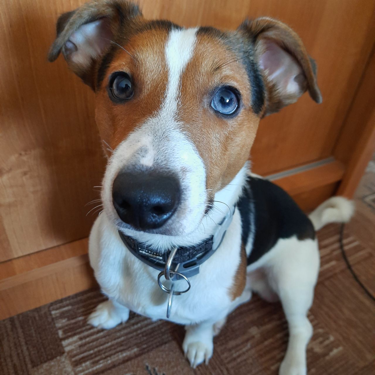 Soutěžní fotografie - Oky,  Jack Russell Teriér
