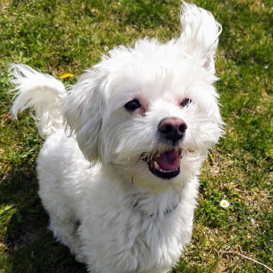 Soutěžní fotografie - Barney,  Ostatní