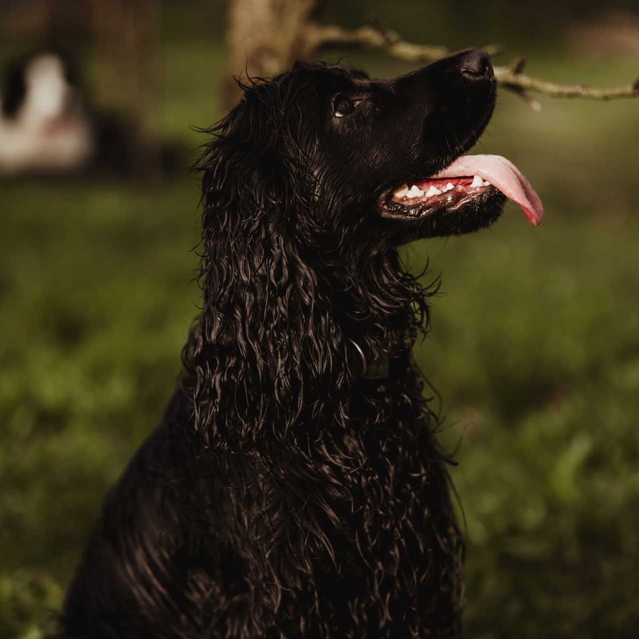 Soutěžní fotografie - Ernie,  Anglický kokršpaněl
