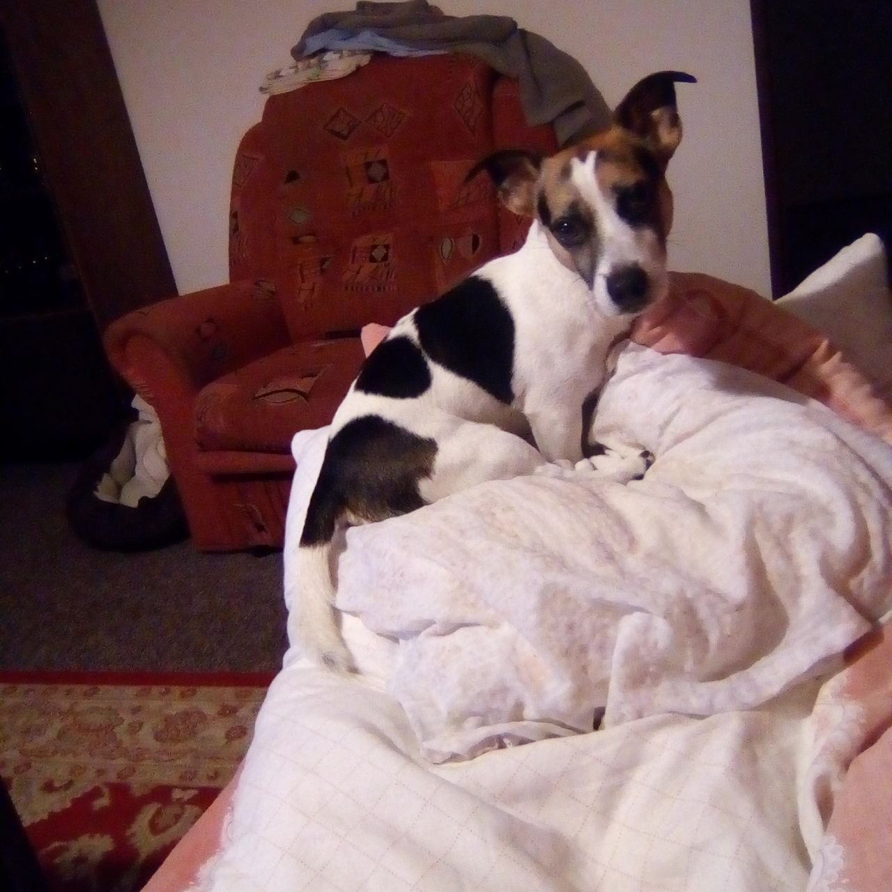 Soutěžní fotografie - JOUI,  Jack Russell Teriér