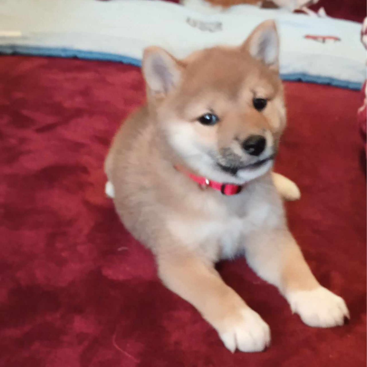 Soutěžní fotografie - Kimi,  Shiba