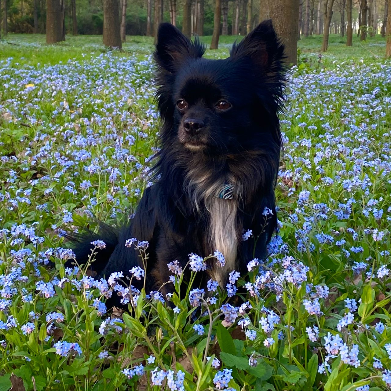 Soutěžní fotografie - Buddy,  Čivava dlouhosrstá