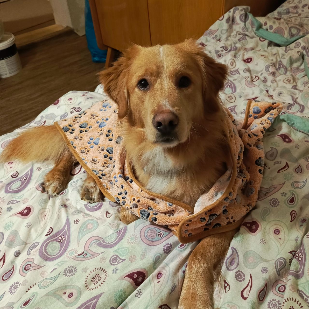 Soutěžní fotografie - Bud ,  Zlatý retriever