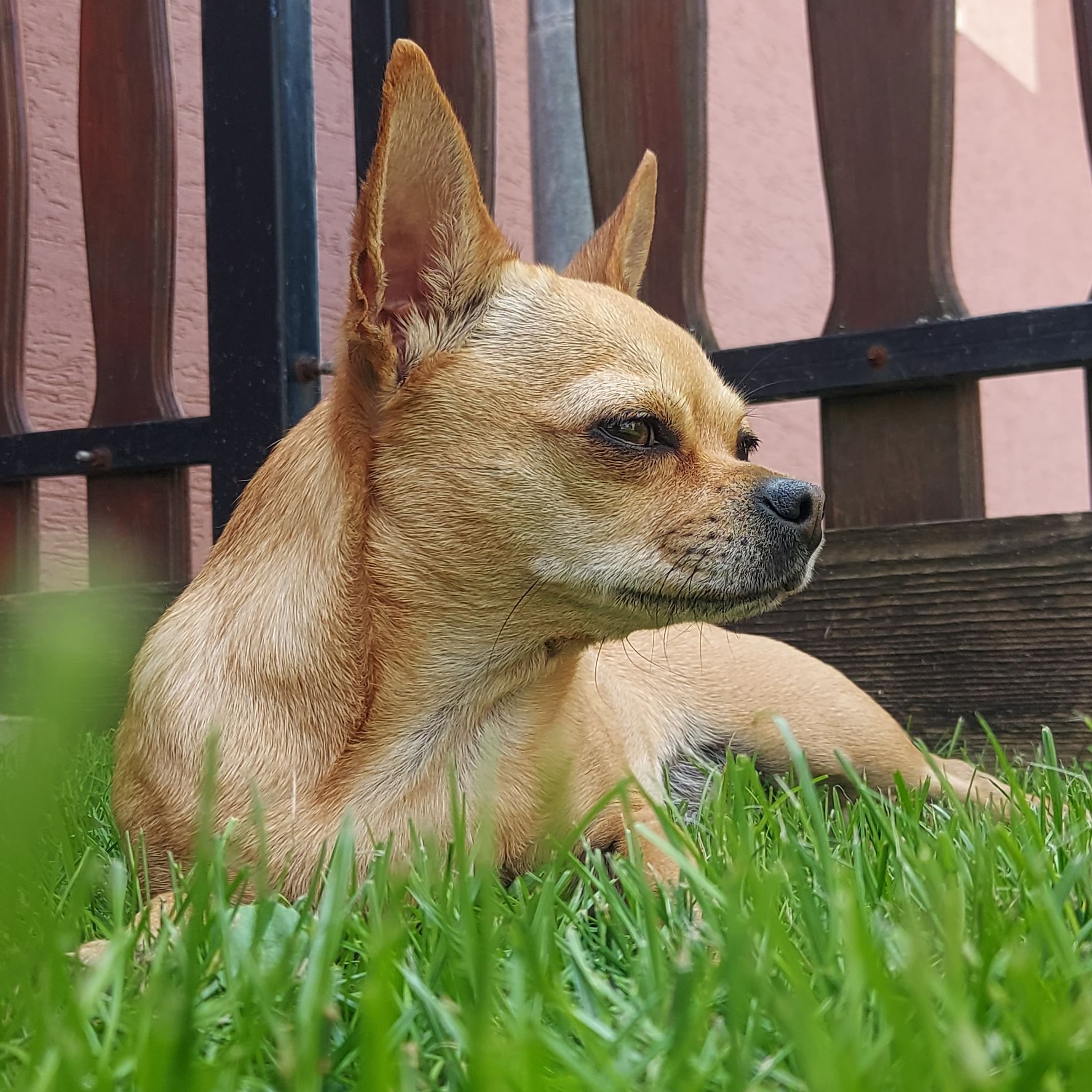 Soutěžní fotografie - Meggie,  Čivava