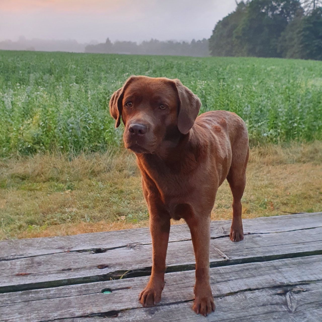 Soutěžní fotografie - Sára,  Labradorský retriever