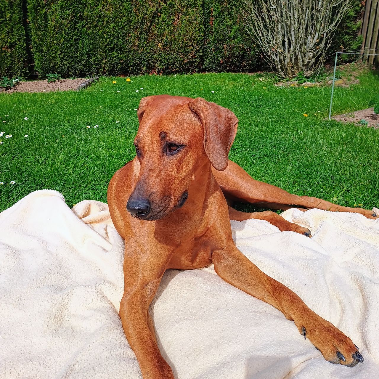 Soutěžní fotografie - Enny,  Rhodéský ridgeback