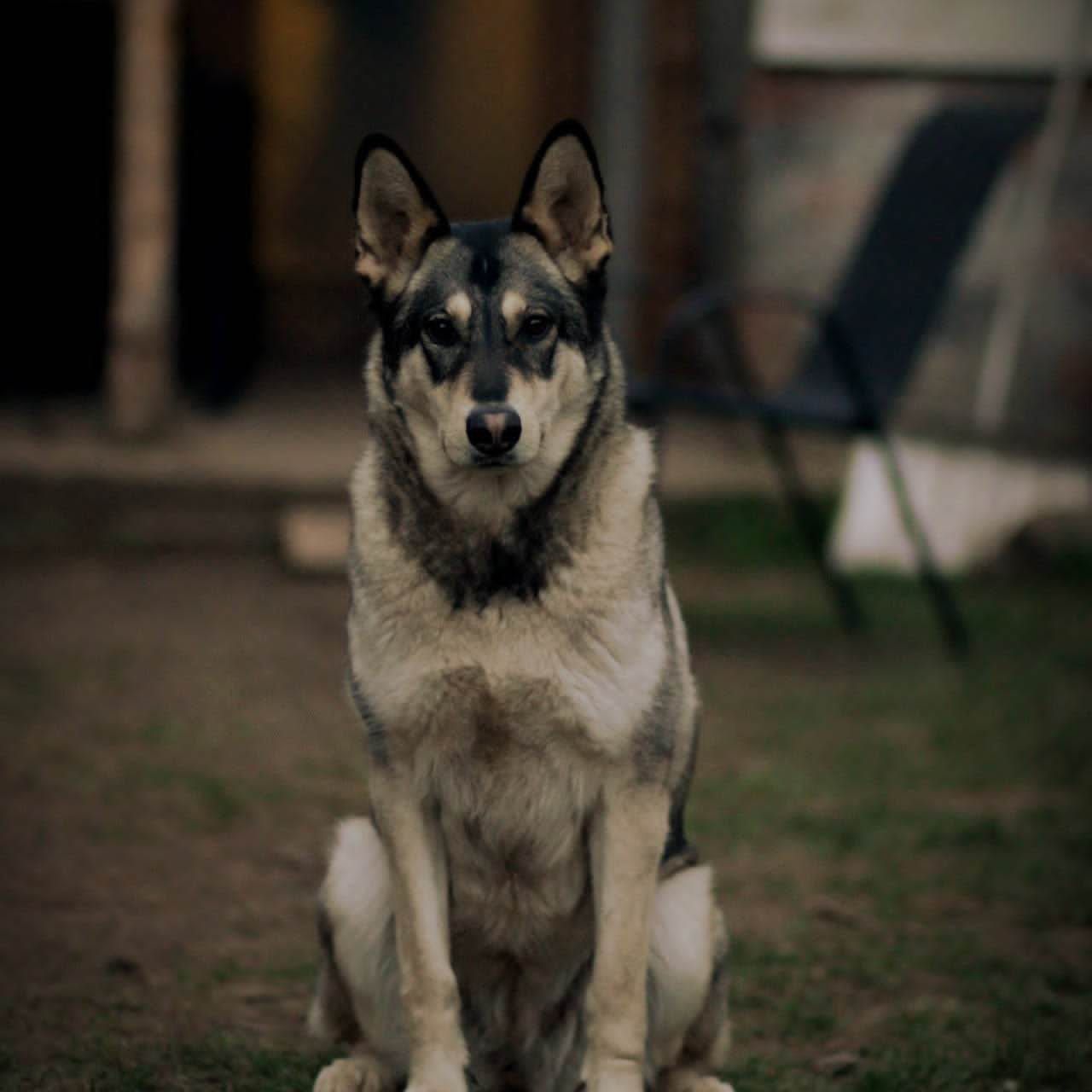 Soutěžní fotografie - Bella,  Ostatní