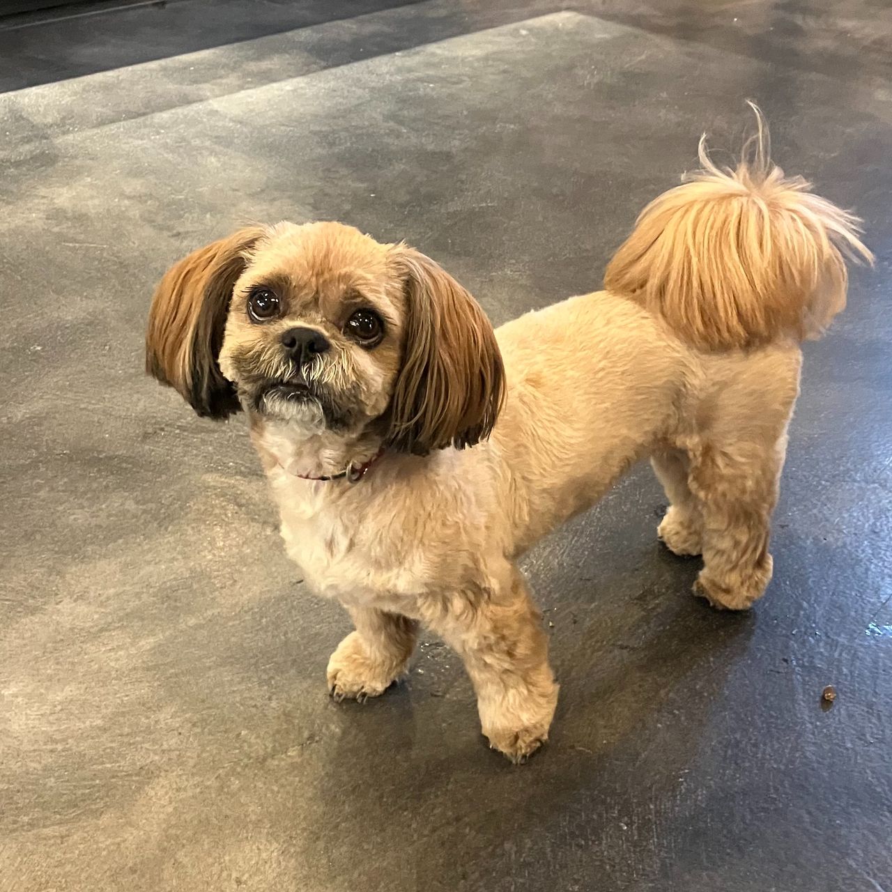 Soutěžní fotografie - Elinka,  Shih-tzu