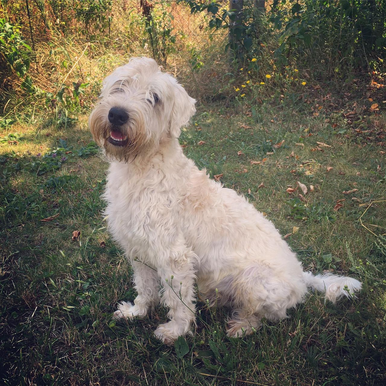 Soutěžní fotografie - Jamie,  Irish Soft Coated Wheaten Terrier