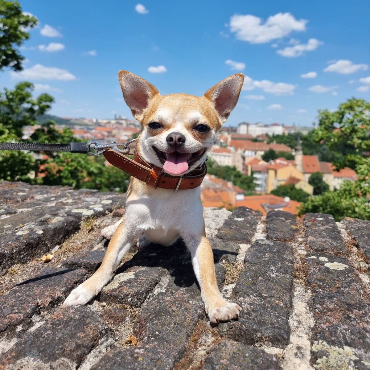 Soutěžní fotografie - Ziggy,  Čivava