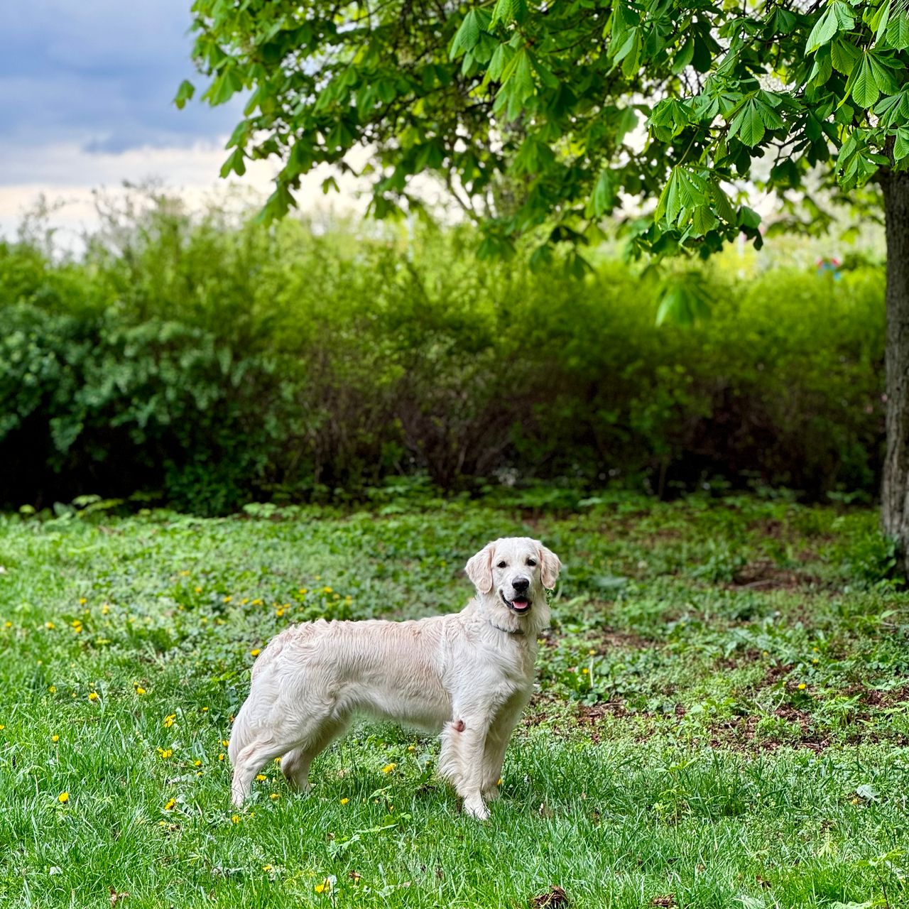 Soutěžní fotografie - Maxwell,  Zlatý retriever
