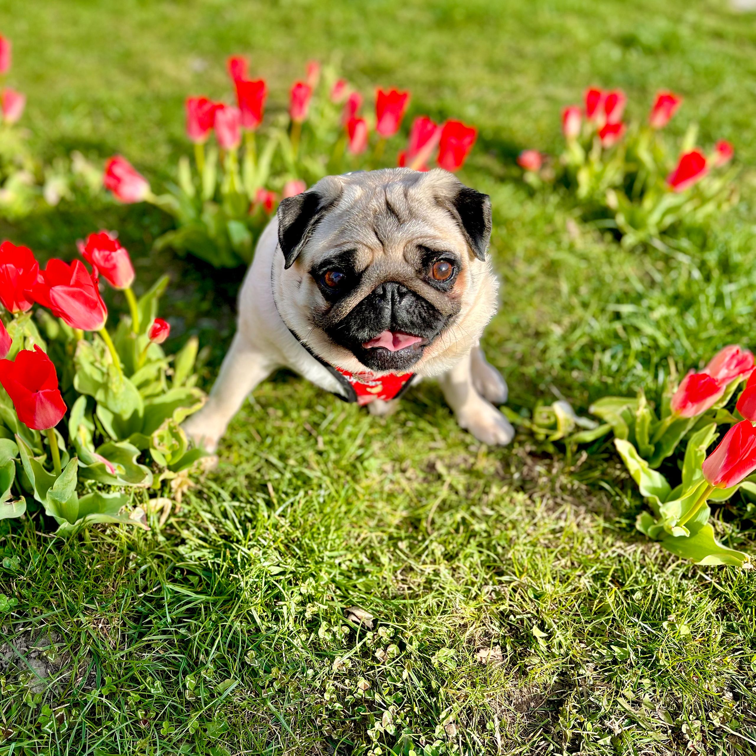 Soutěžní fotografie - Bublina,  Mops