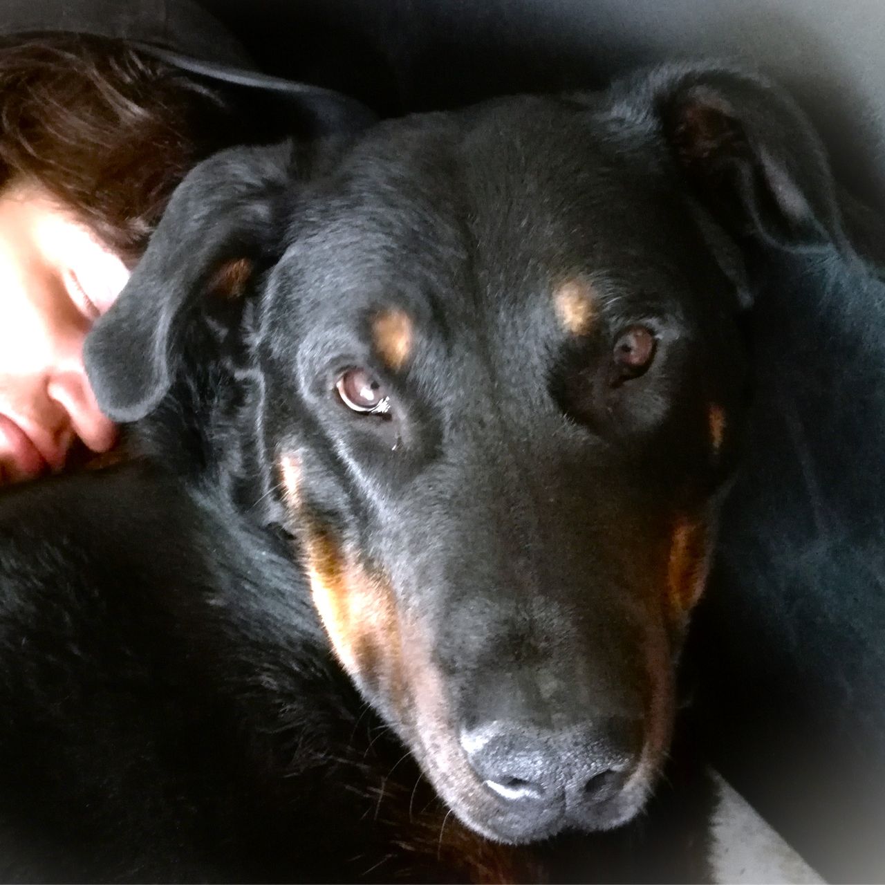 Soutěžní fotografie - Stor,  Beauceron Berger de Beauce