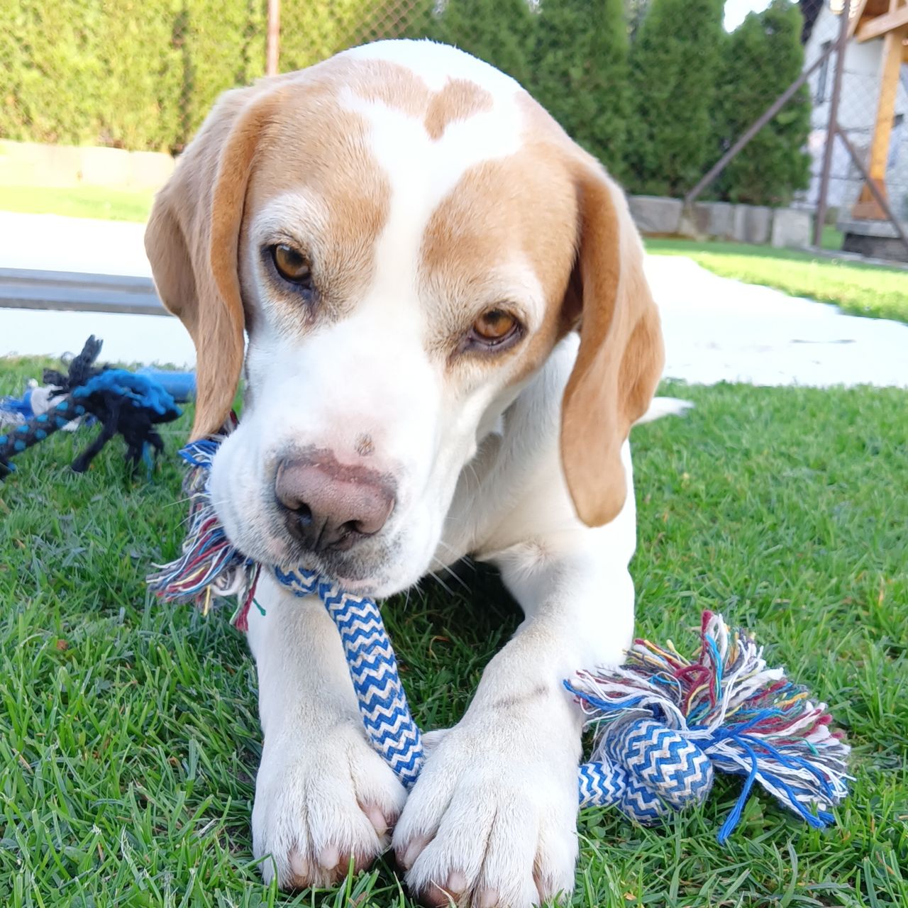 Soutěžní fotografie - Snoopy ,  Beagle