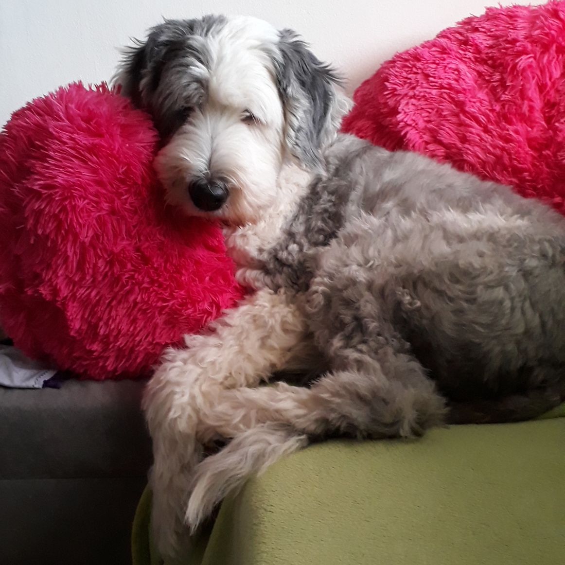 Soutěžní fotografie - Madame de Pompadour,  Bobtail
