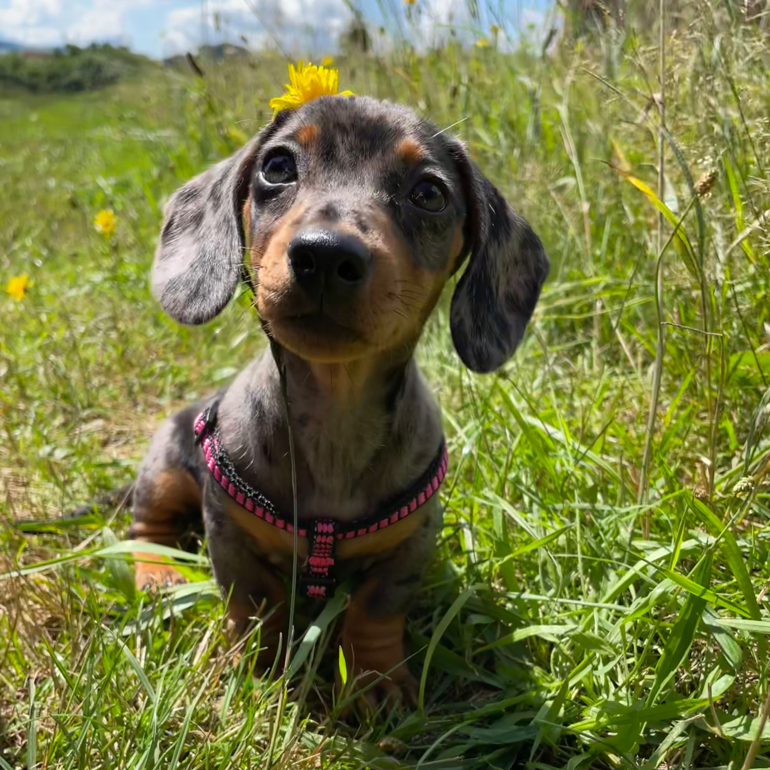 Soutěžní fotografie - Bobbie,  Jezevčík