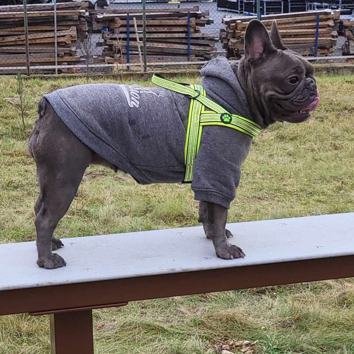 Soutěžní fotografie - Coco,  Francouzský buldoček