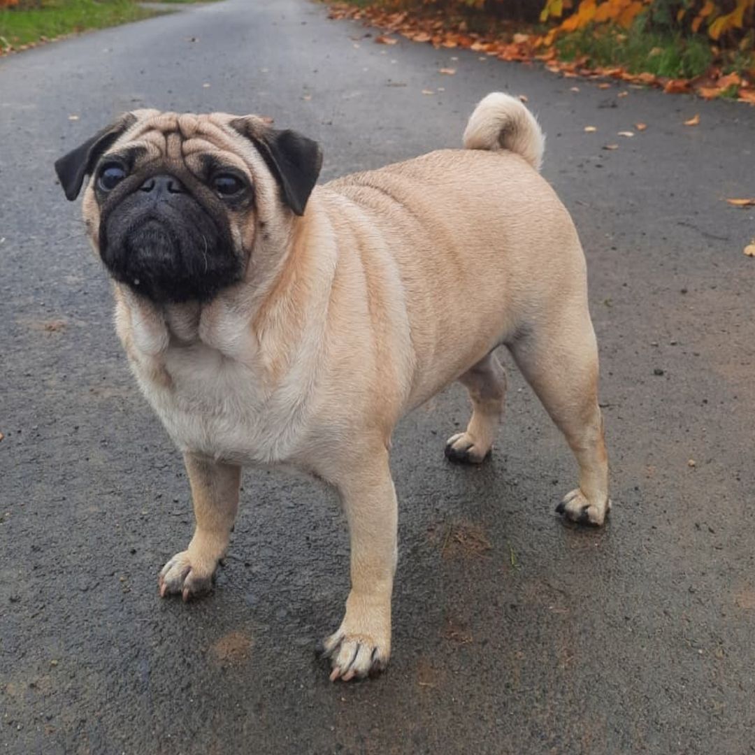Soutěžní fotografie - Poppy,  Mops