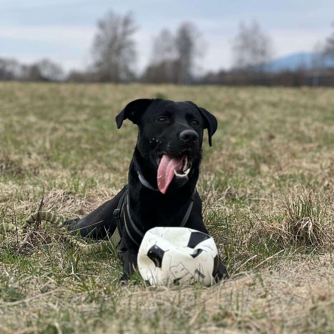 Soutěžní fotografie - Bart,  Ostatní