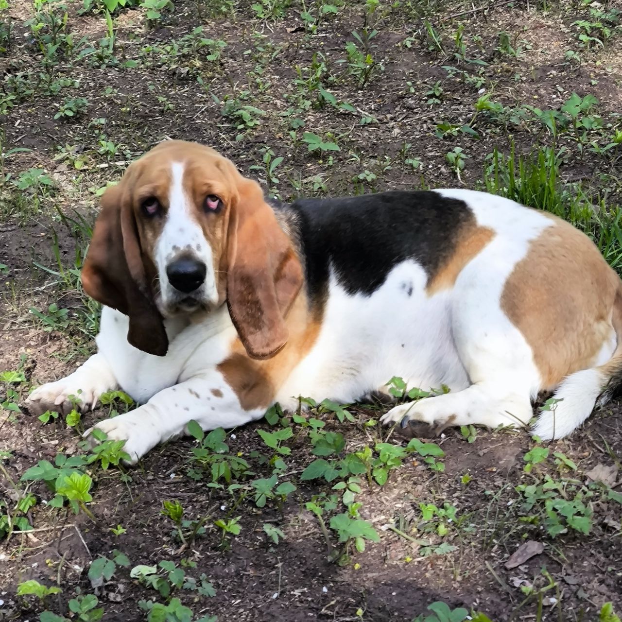 Soutěžní fotografie - Týna,  Basset Hound
