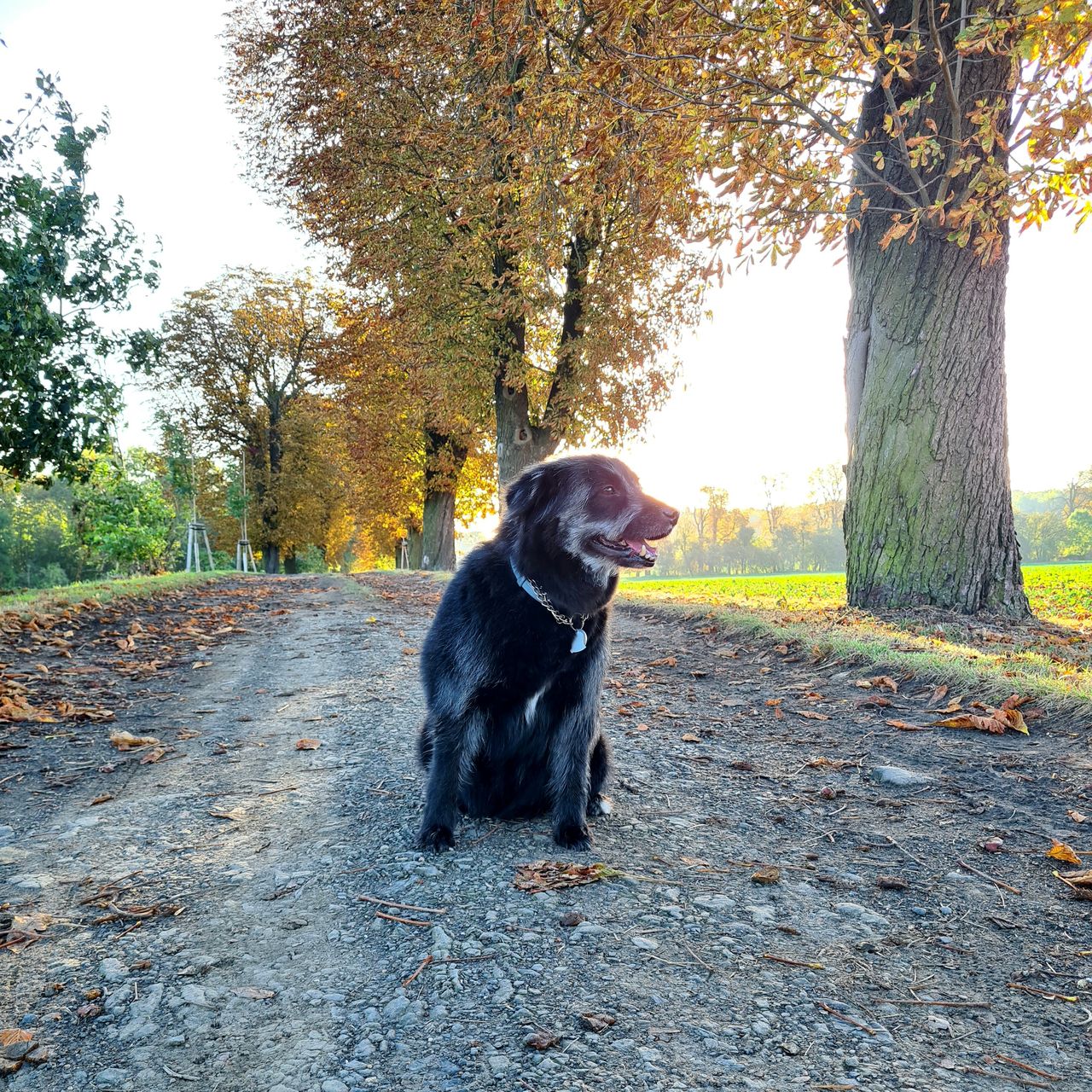 Soutěžní fotografie - Chelsea,  Ostatní