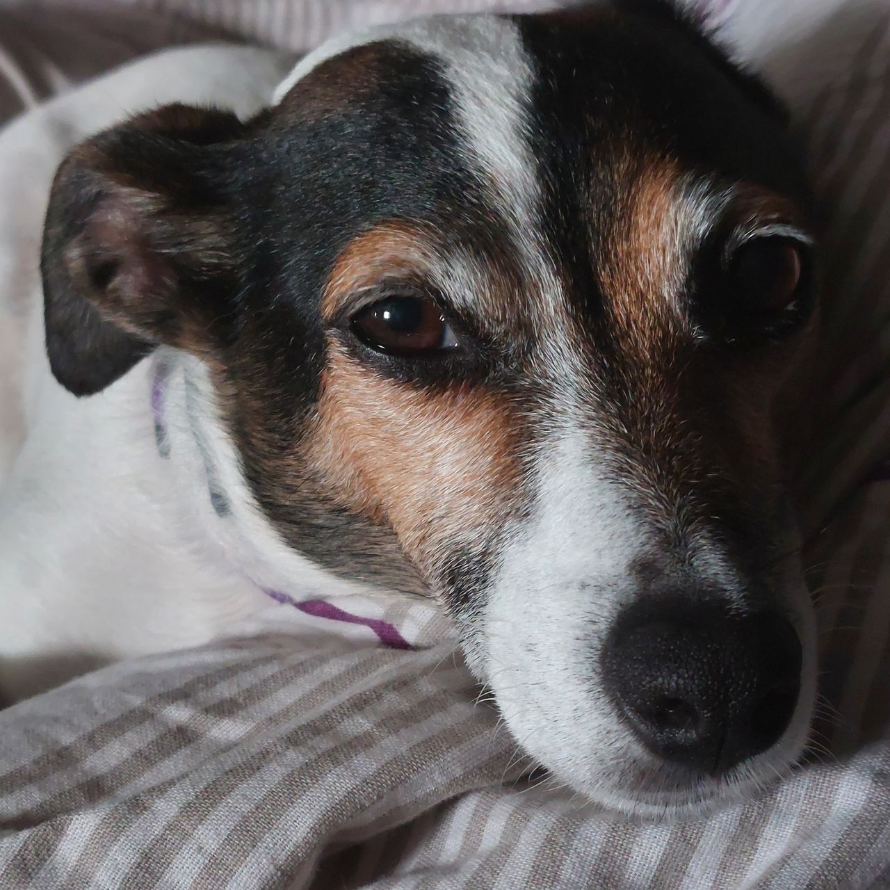 Soutěžní fotografie - Mia,  Jack Russell Teriér