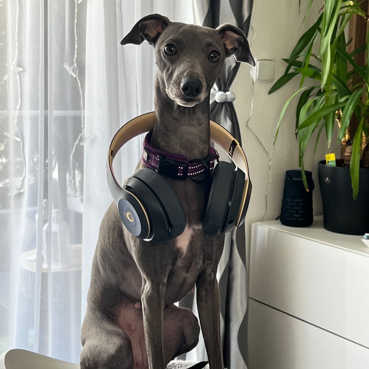 Soutěžní fotografie - Minnie,  Italský chrtík