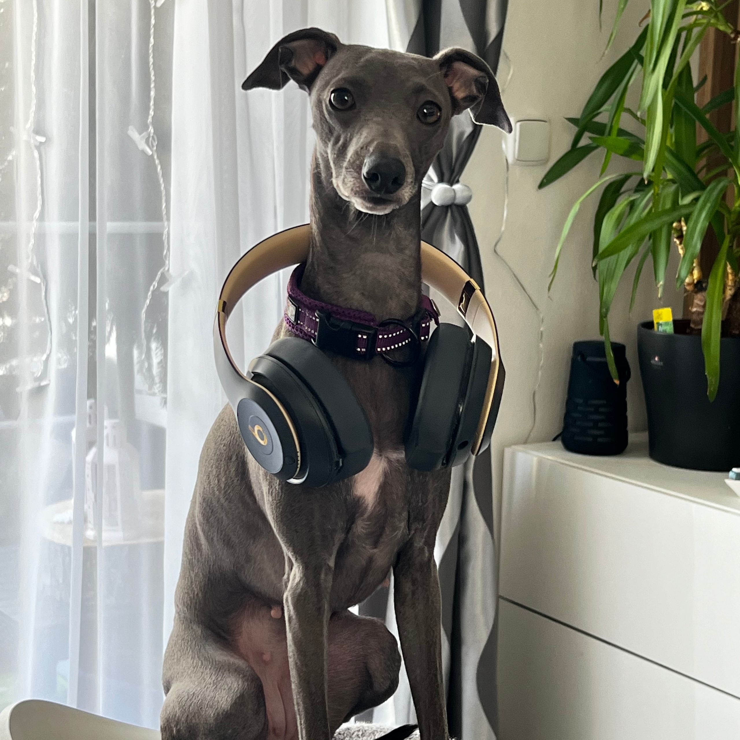 Soutěžní fotografie - Minnie,  Italský chrtík