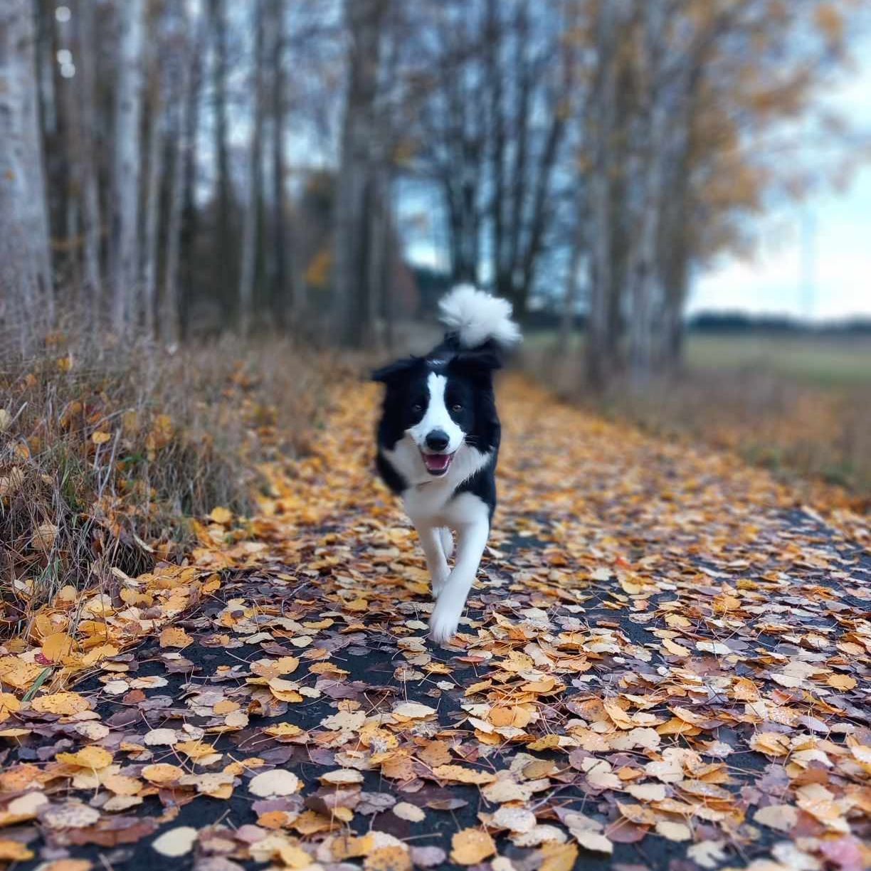 Soutěžní fotografie - Bailey ,  Border kolie