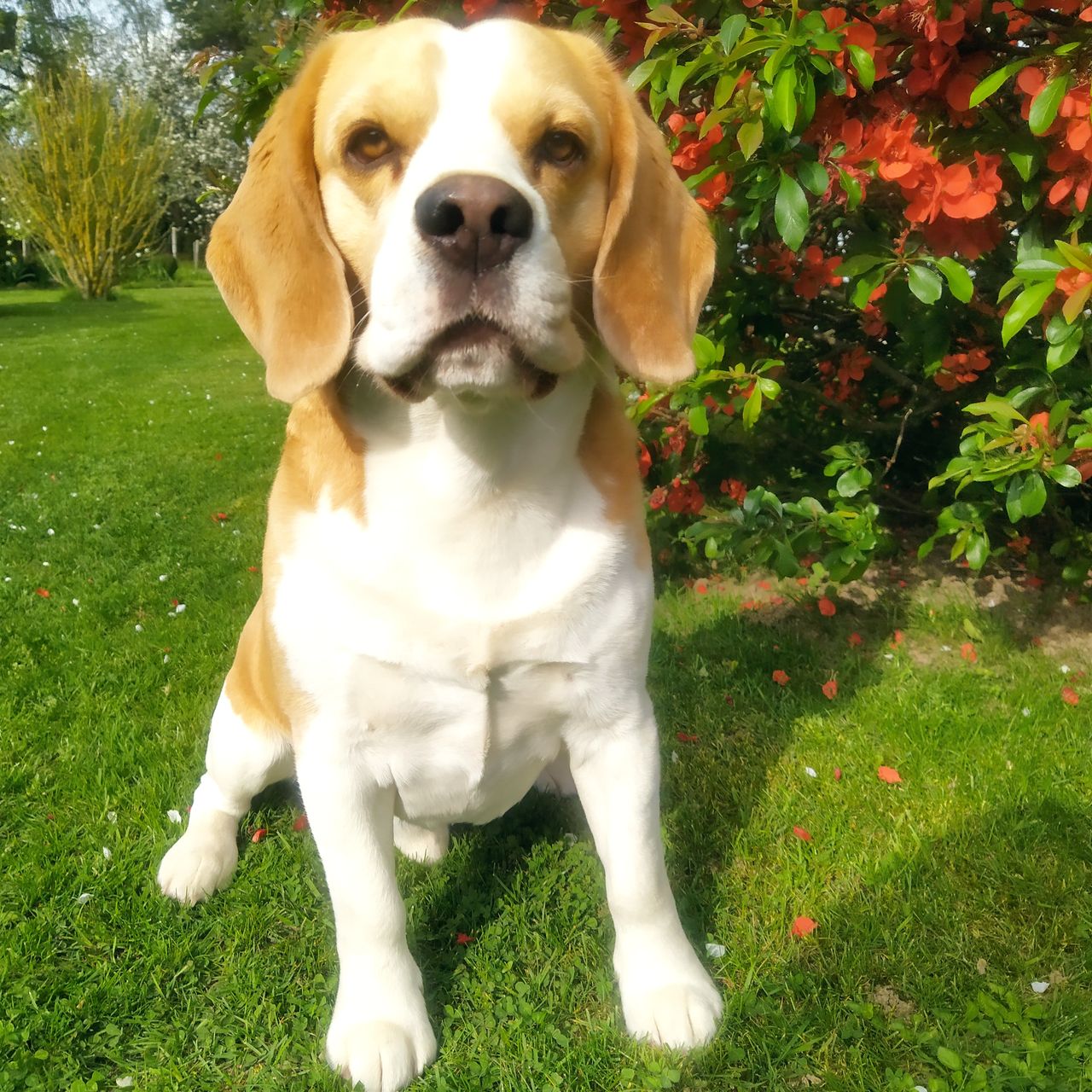 Soutěžní fotografie - Ben,  Beagle