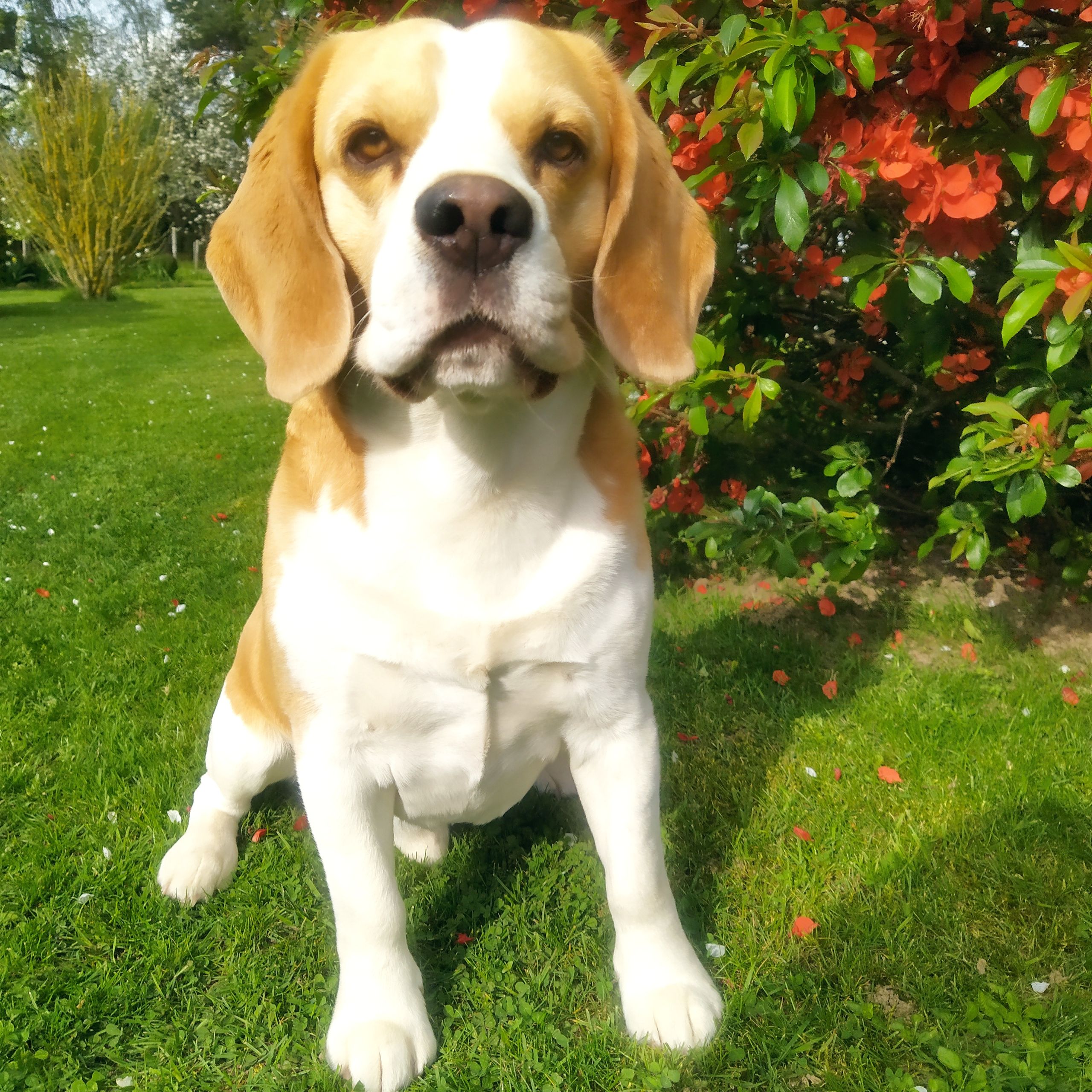 Soutěžní fotografie - Ben,  Beagle