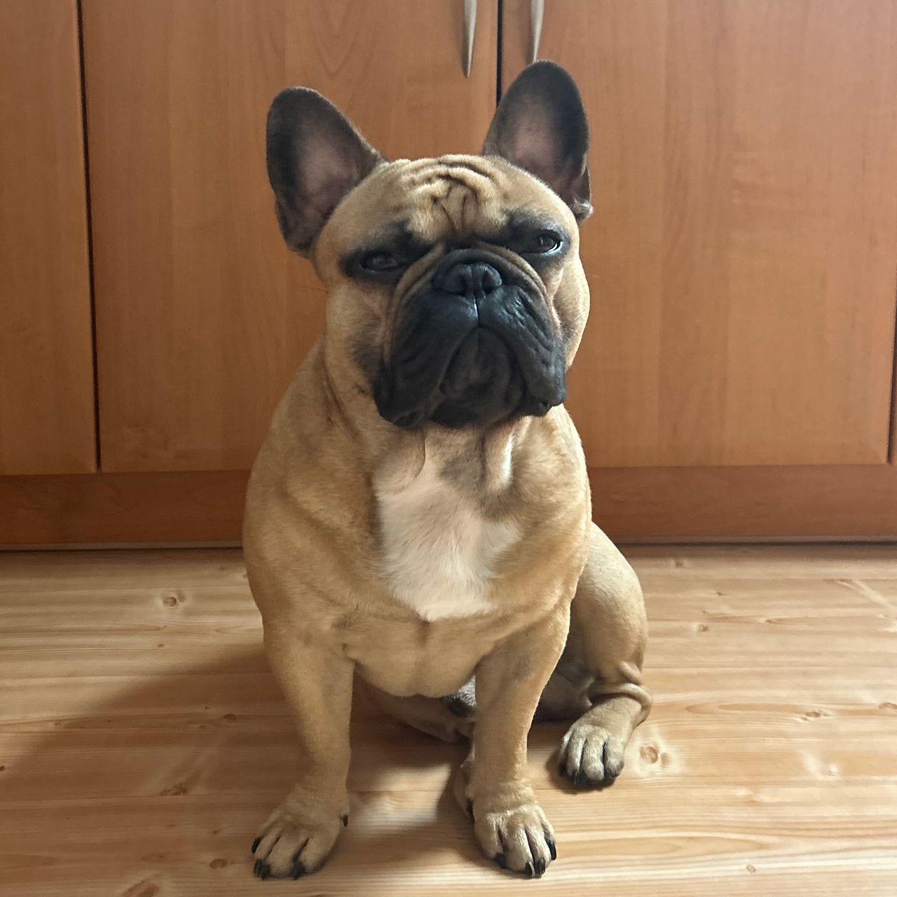 Soutěžní fotografie - Hugo,  Francouzský buldoček