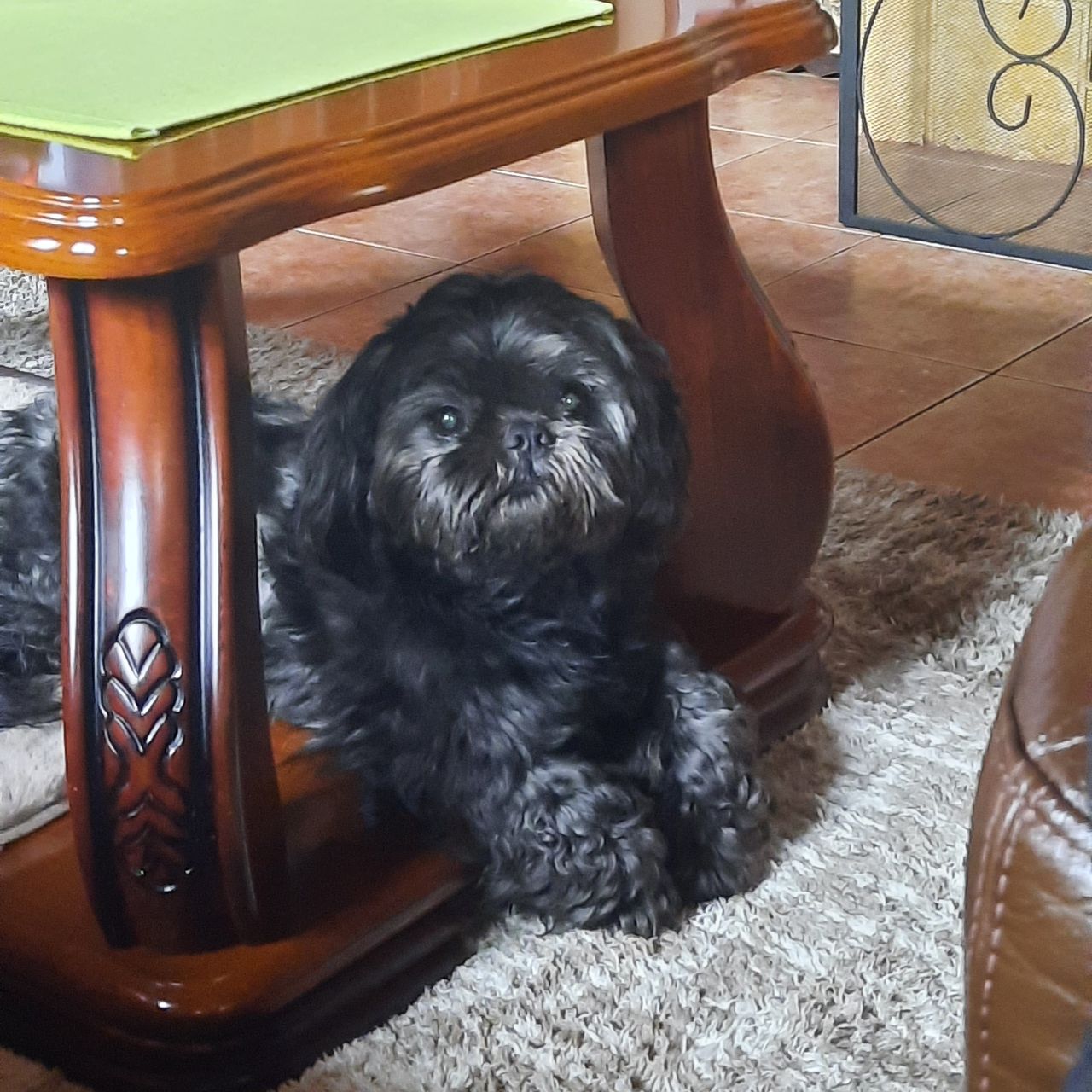 Soutěžní fotografie - MIKY,  Shih-tzu
