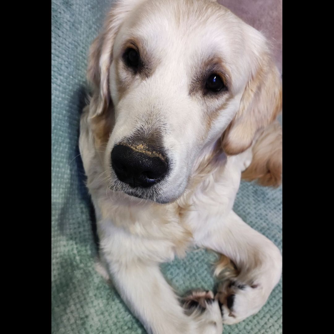 Soutěžní fotografie - Baddy,  Zlatý retriever